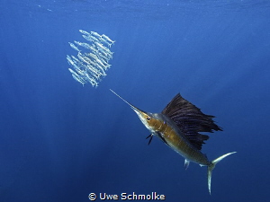 Hunting sardines by Uwe Schmolke 
